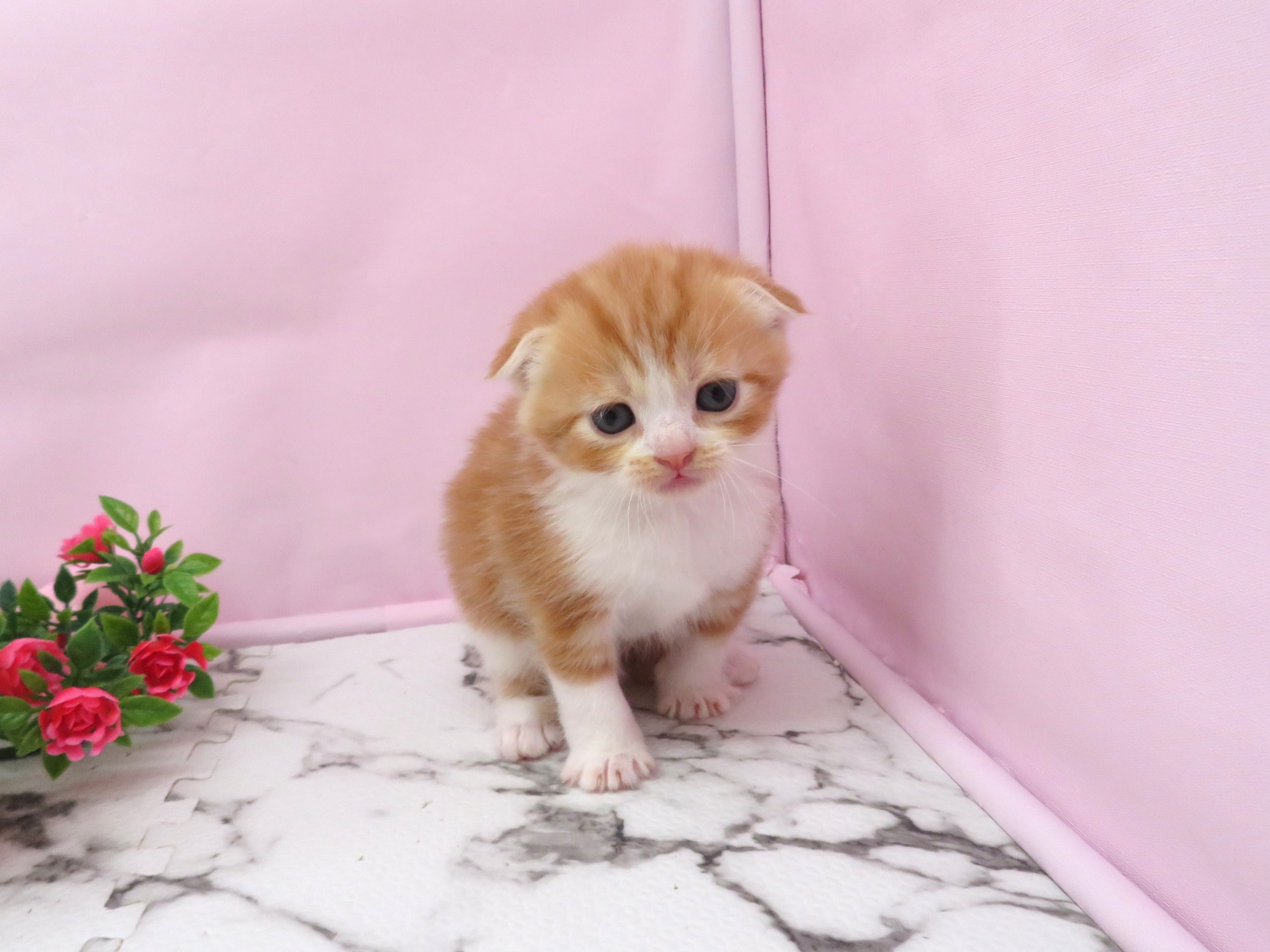 スコティッシュフォールド