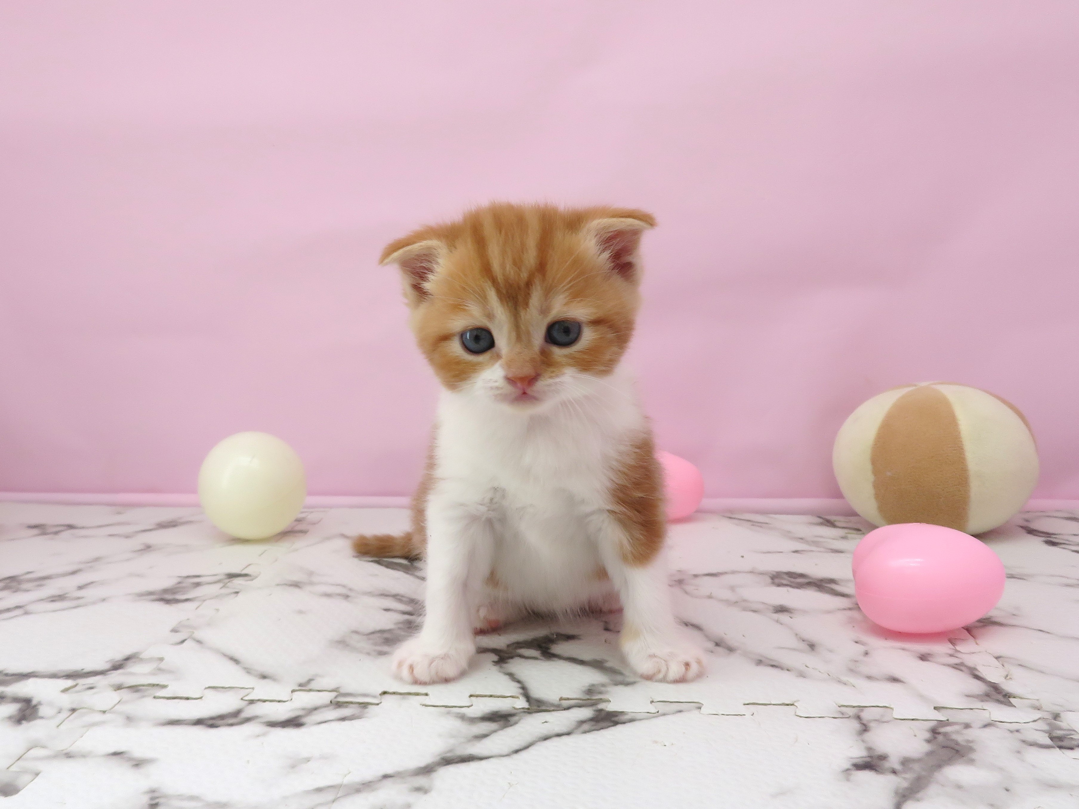 スコティッシュフォールド