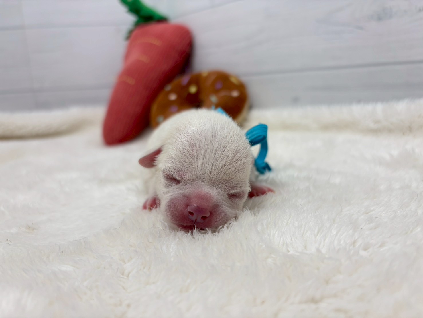 赤ちゃん写真1-1