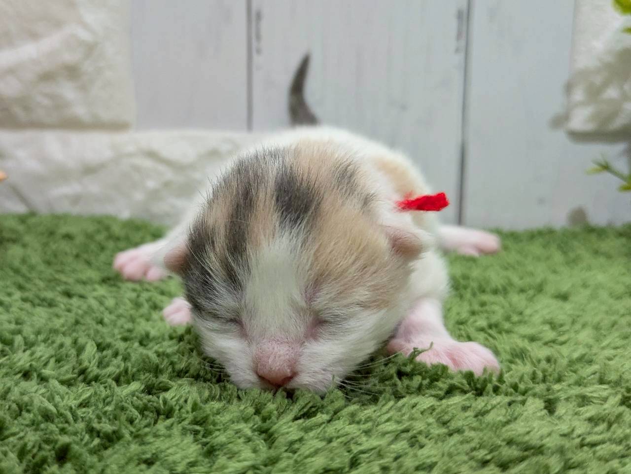 ノルウェージャン・フォレストキャット