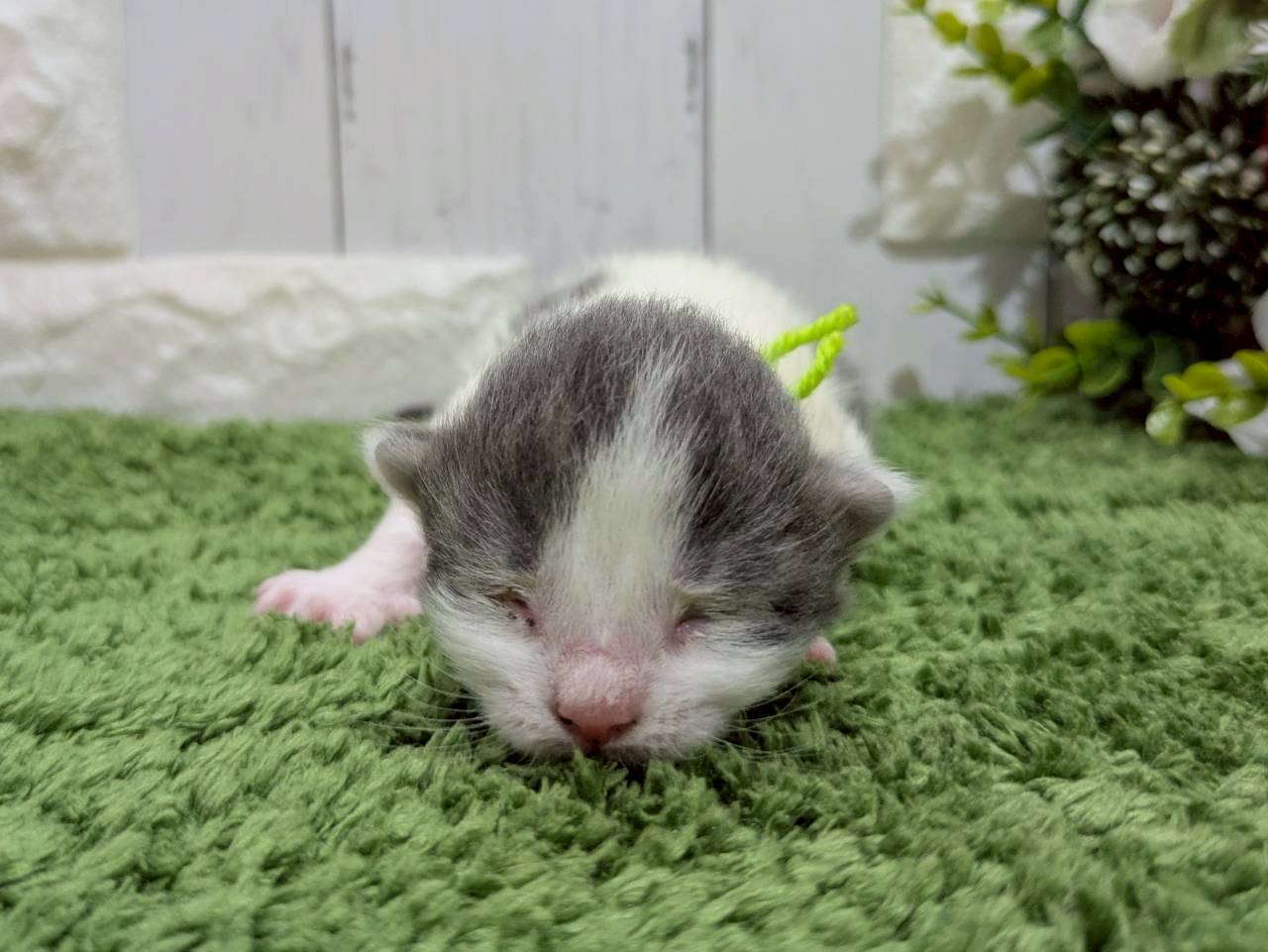 ノルウェージャン・フォレストキャット