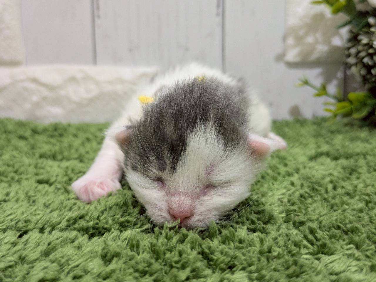 ノルウェージャン・フォレストキャット