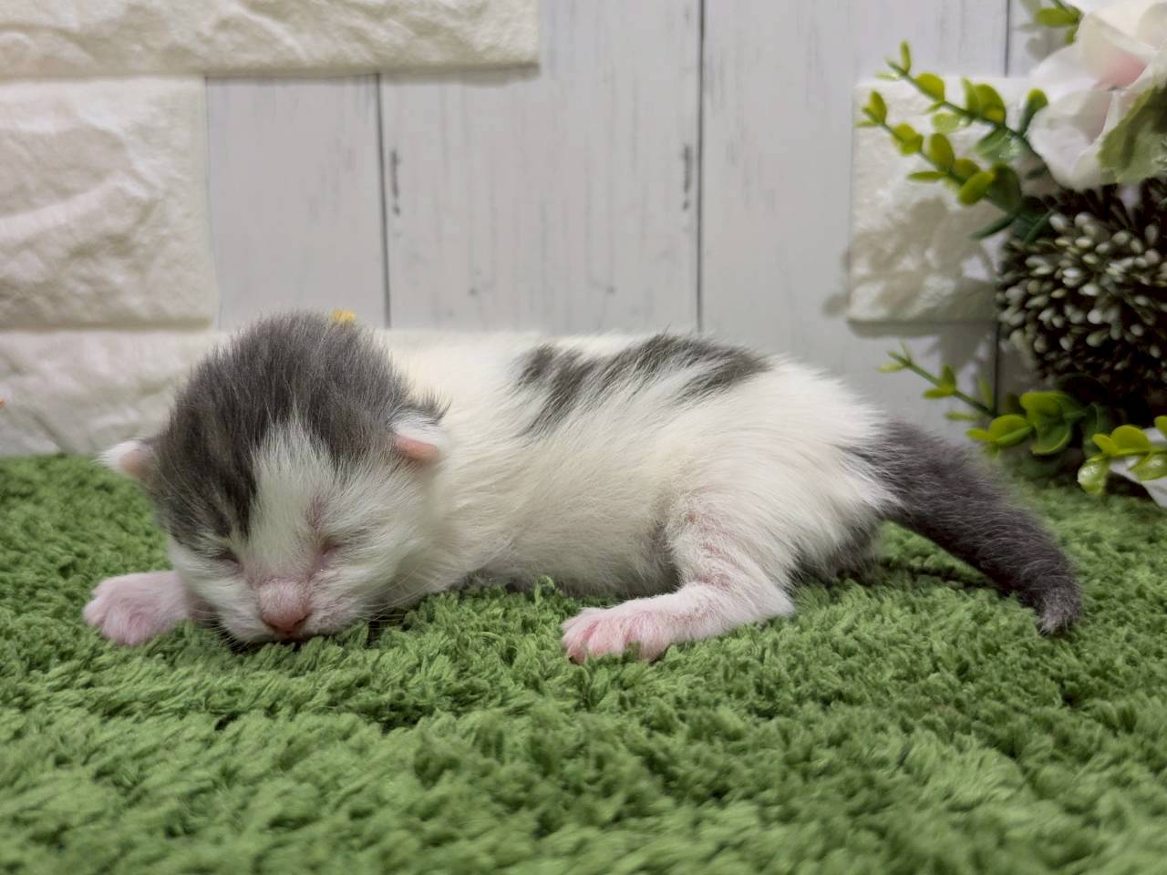 赤ちゃん写真1-2