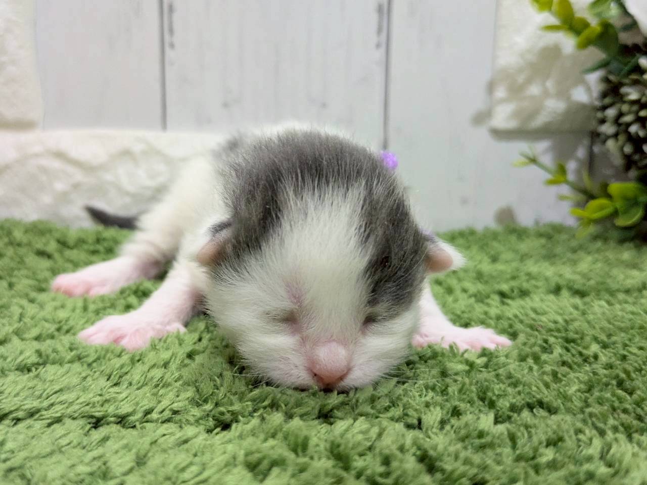 ノルウェージャン・フォレストキャット