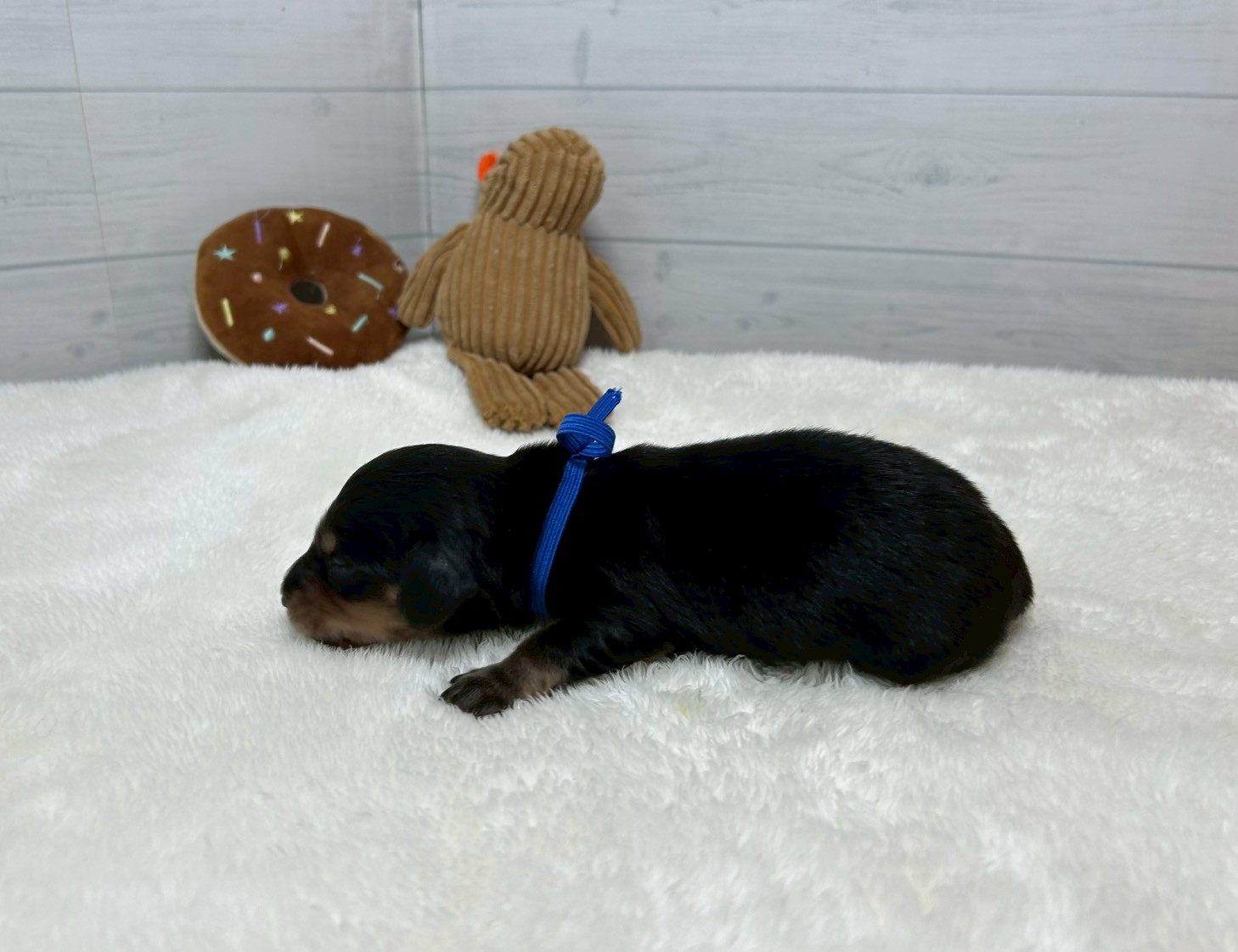 赤ちゃん写真1-2