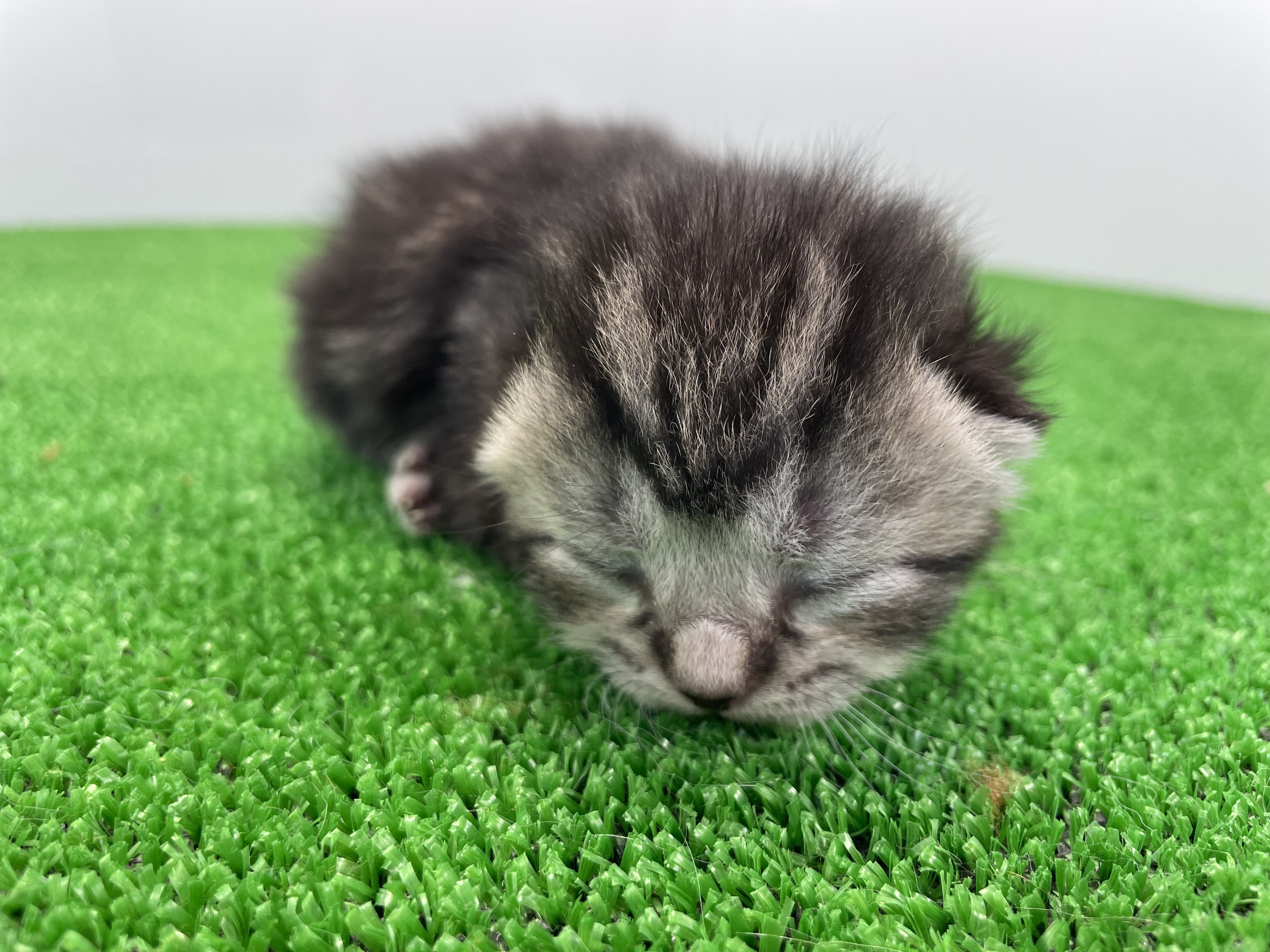 スコティッシュフォールド