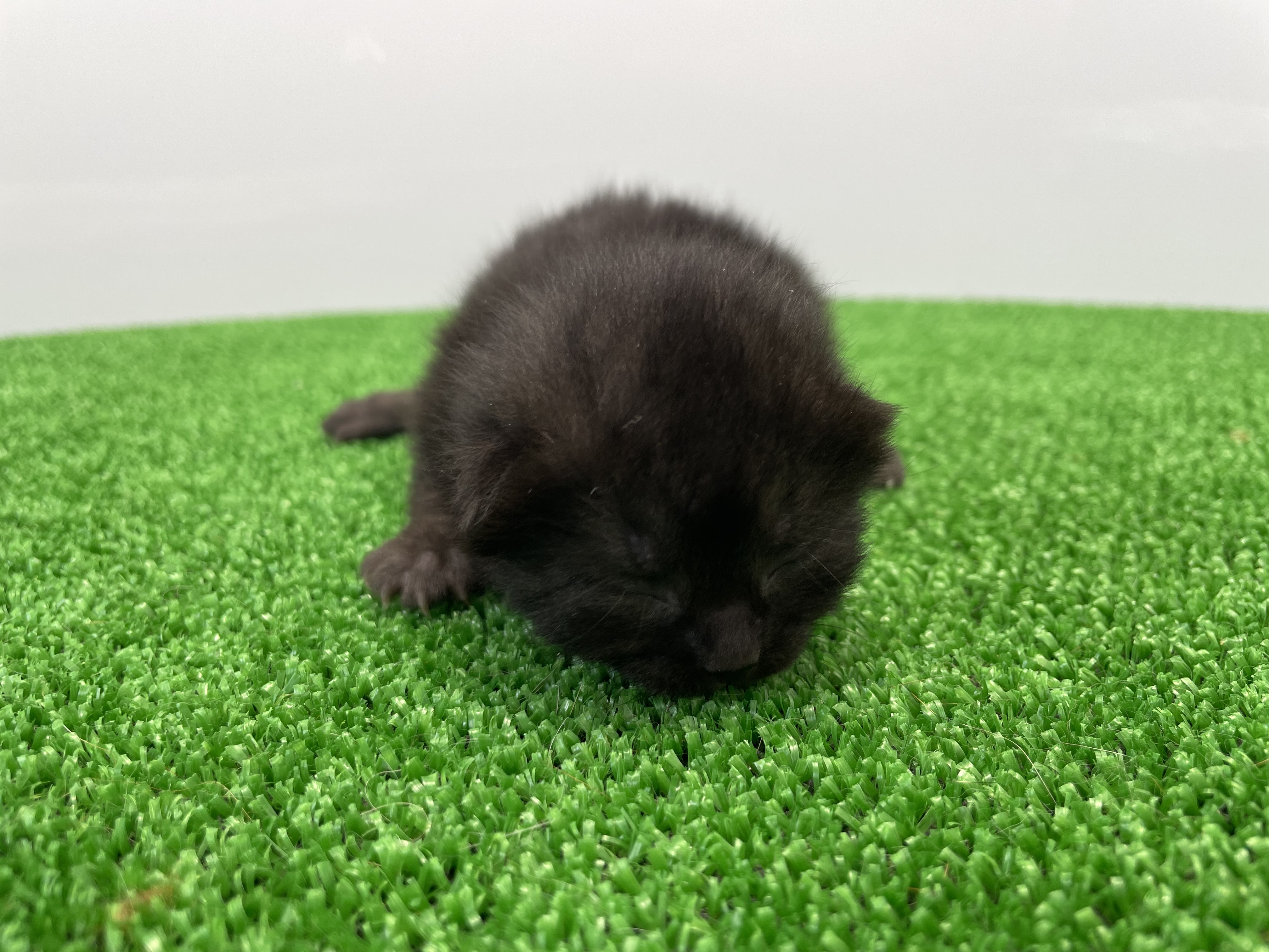 スコティッシュフォールド