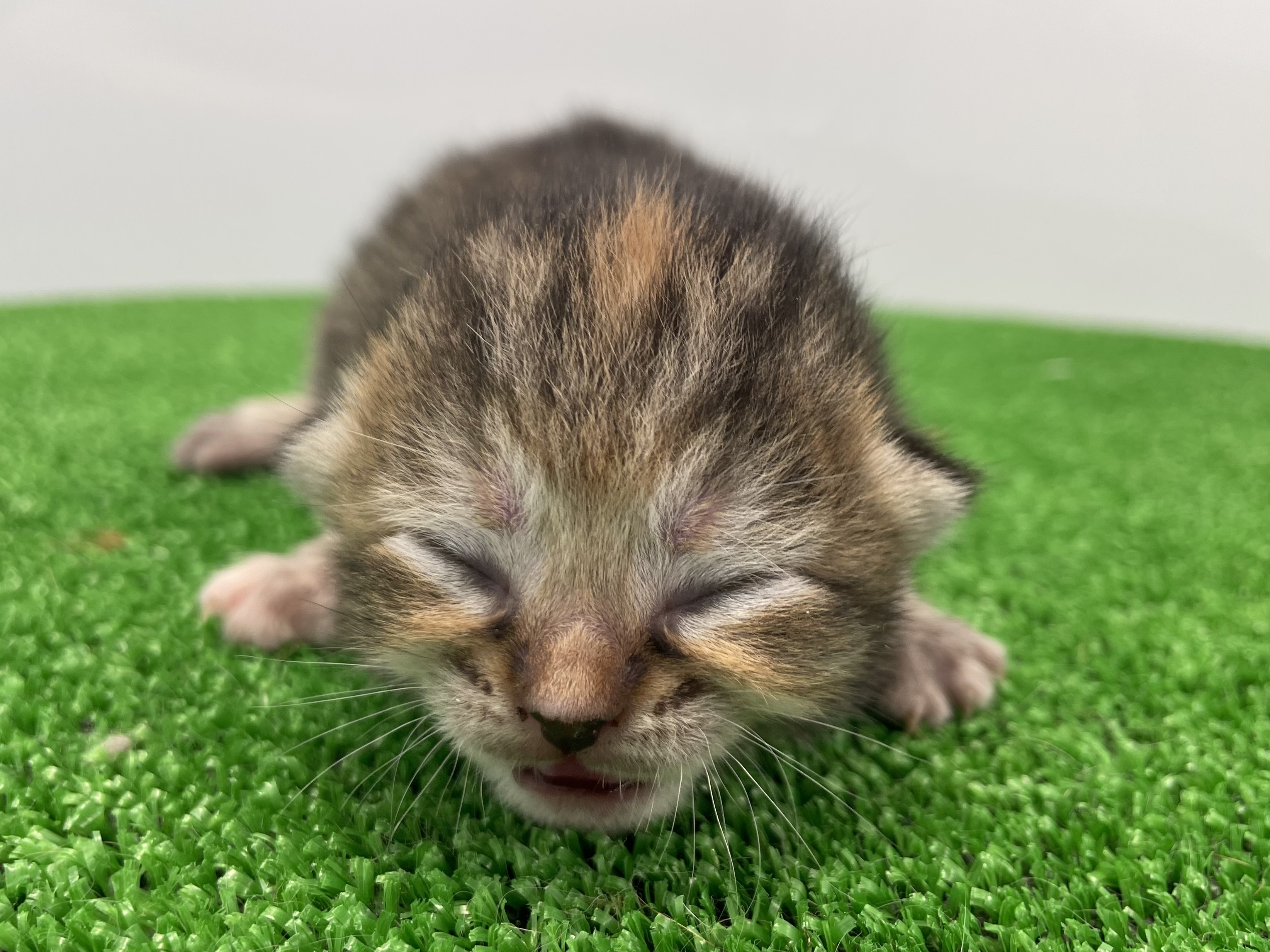 スコティッシュフォールド