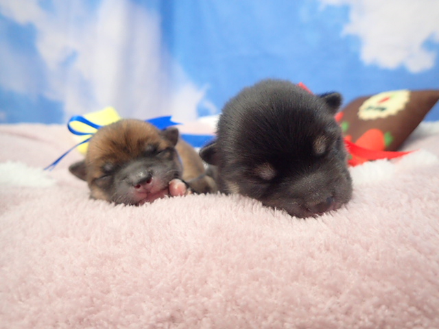 赤ちゃん写真1-3
