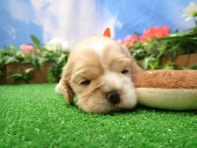 アメリカン・コッカースパニエル