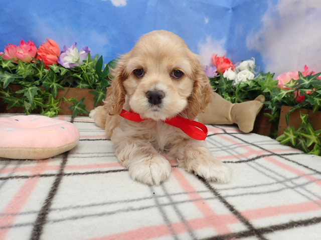 アメリカン・コッカースパニエル