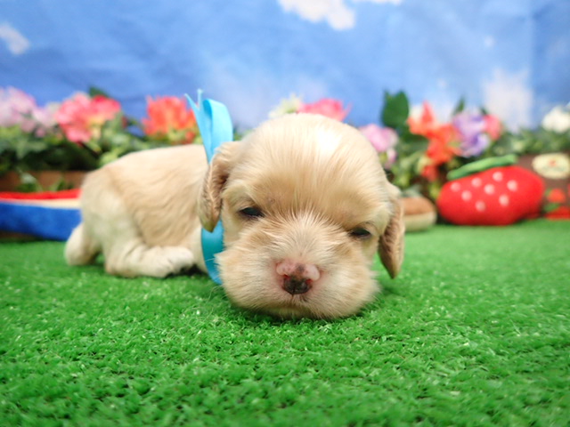 アメリカン・コッカースパニエル