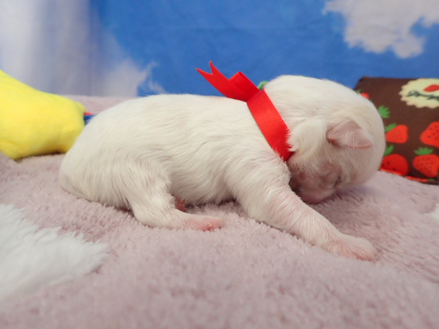 赤ちゃん写真1-2