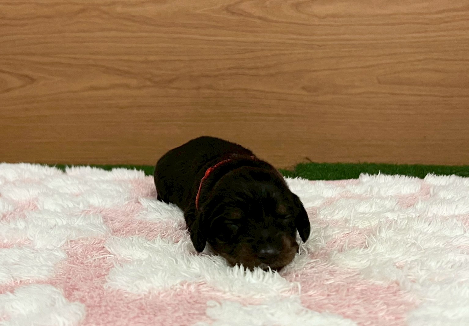 赤ちゃん写真1-1