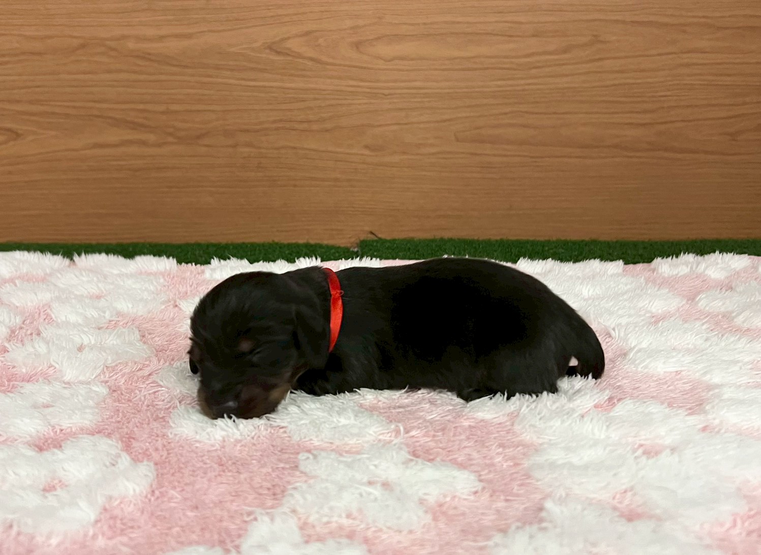 赤ちゃん写真1-2