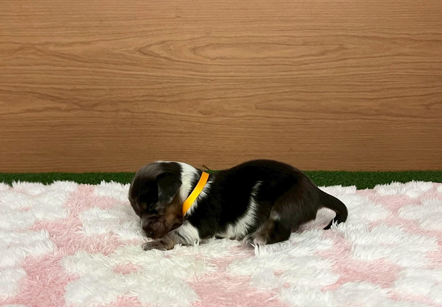 赤ちゃん写真1-2