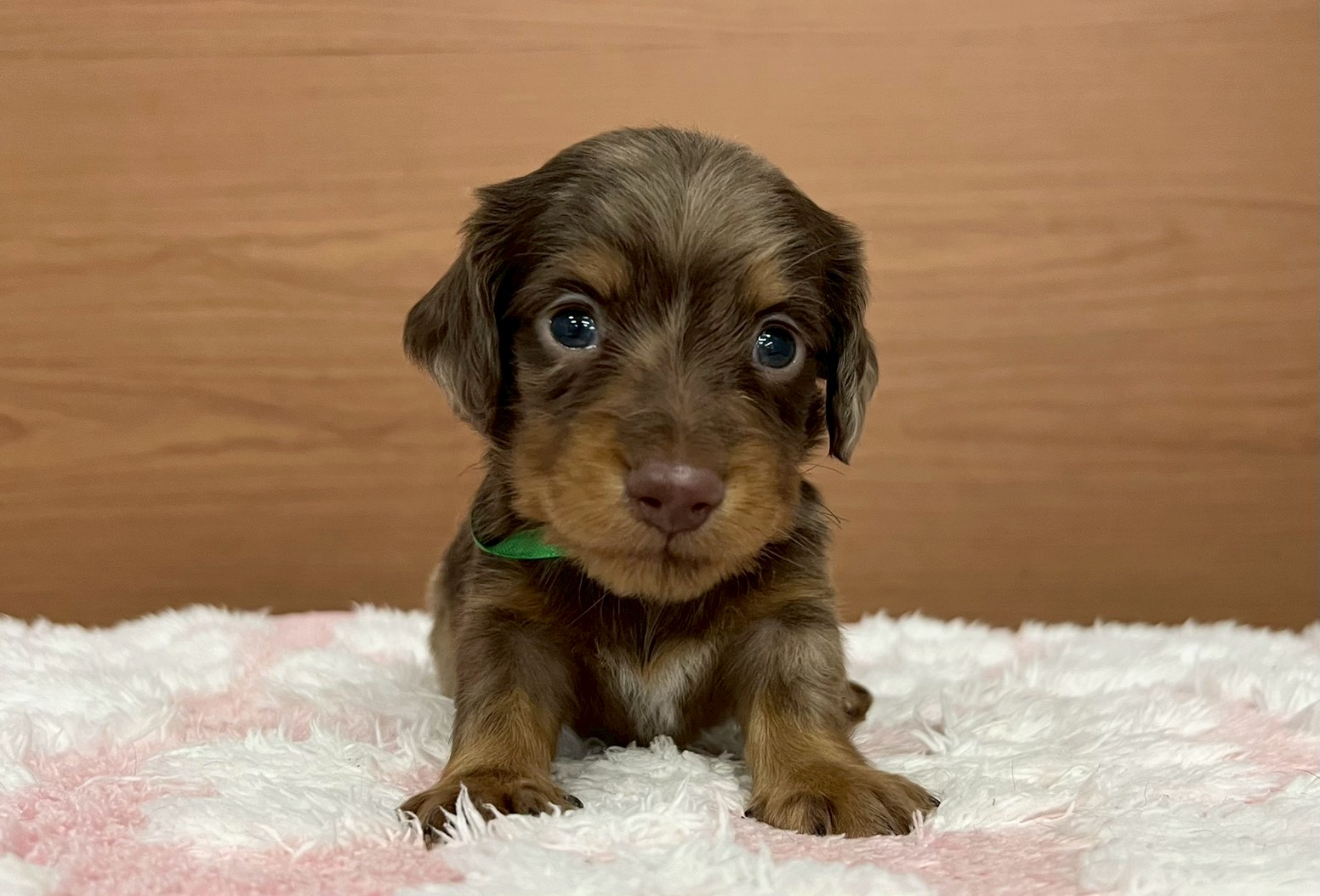 ミニチュア・ダックスフンド