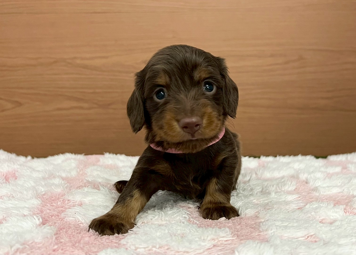 ミニチュア・ダックスフンド