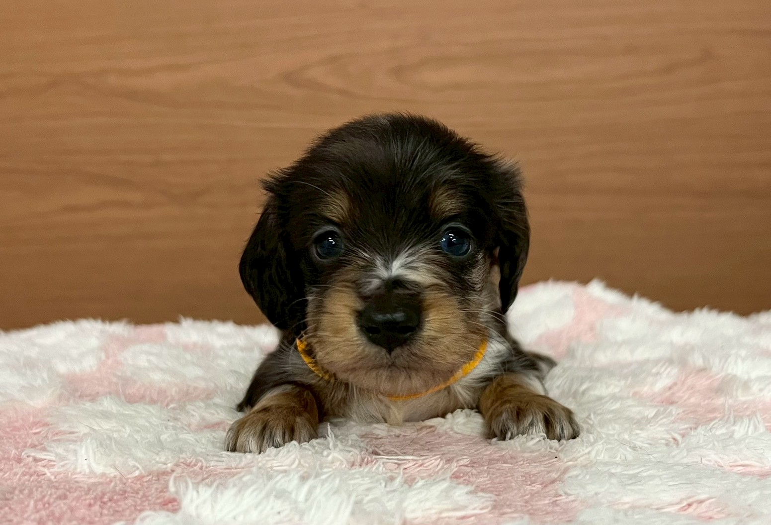 ミニチュア・ダックスフンド