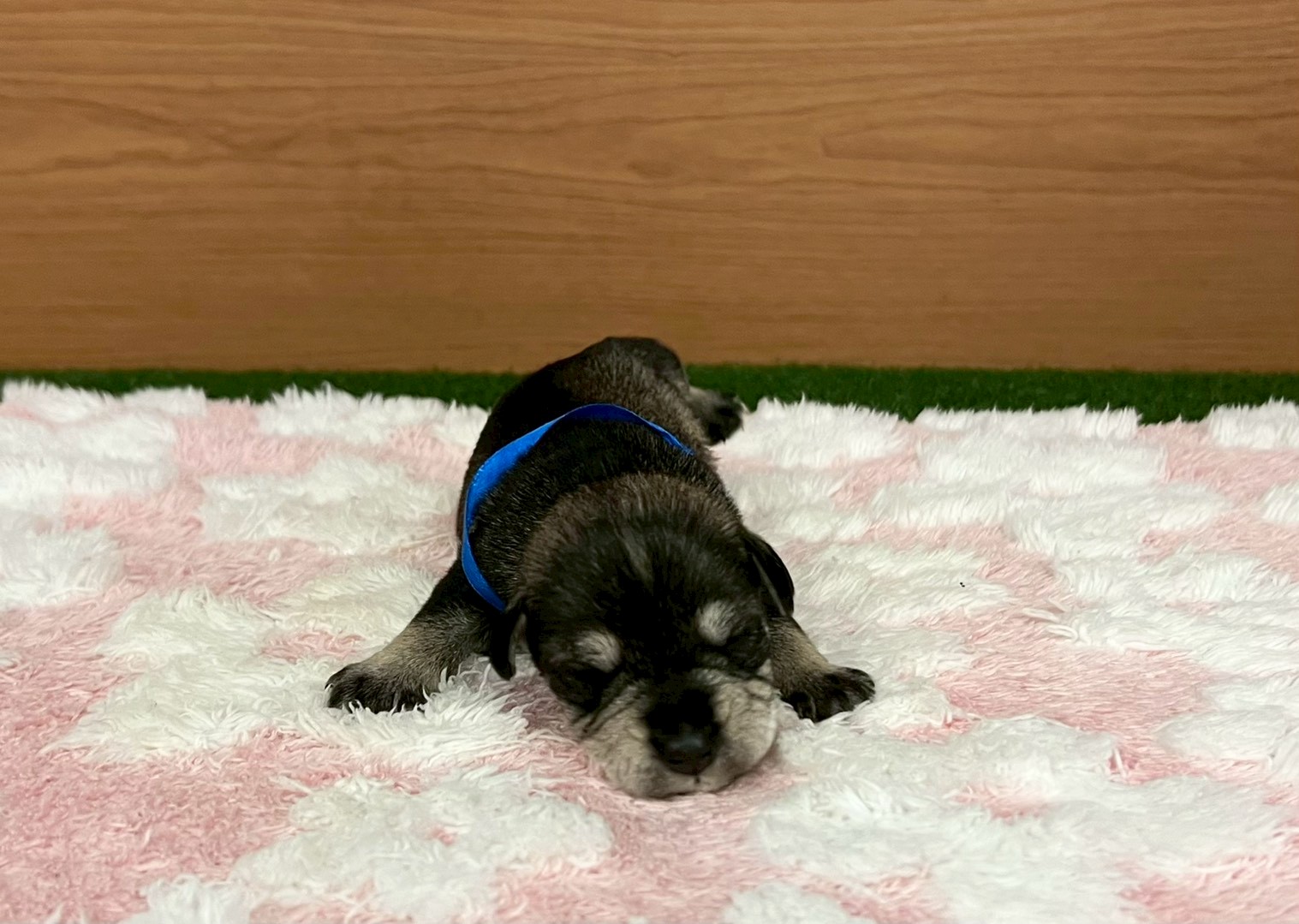 赤ちゃん写真1-1