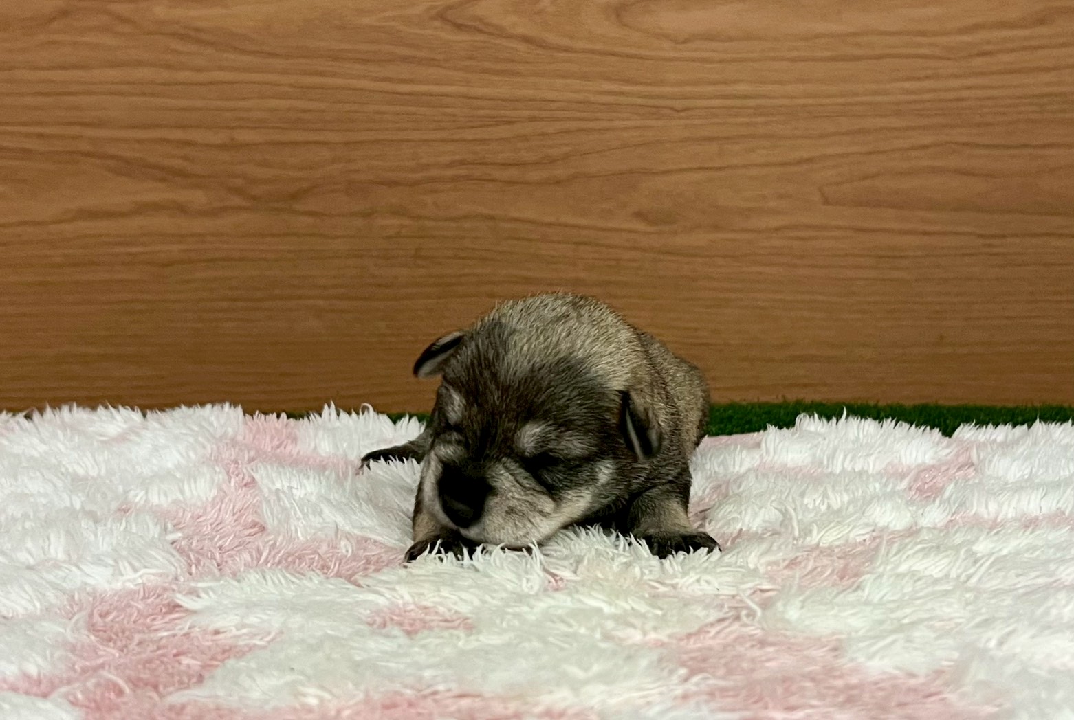赤ちゃん写真1-1