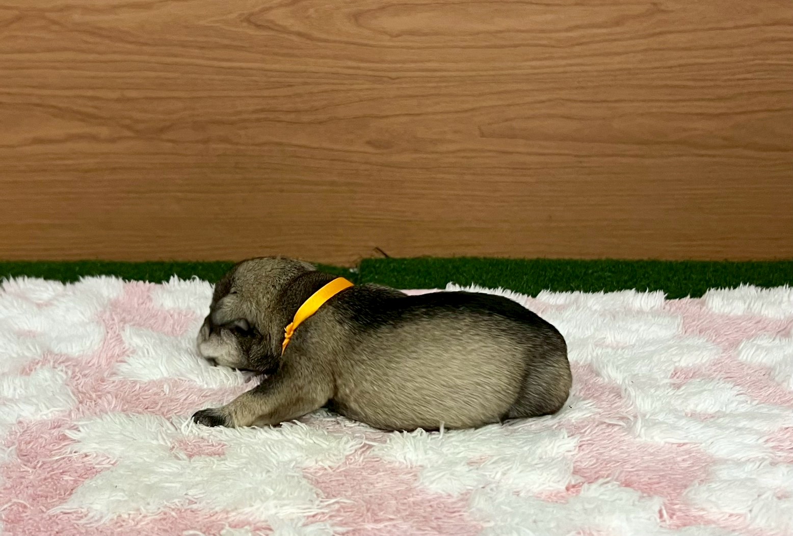 赤ちゃん写真1-2