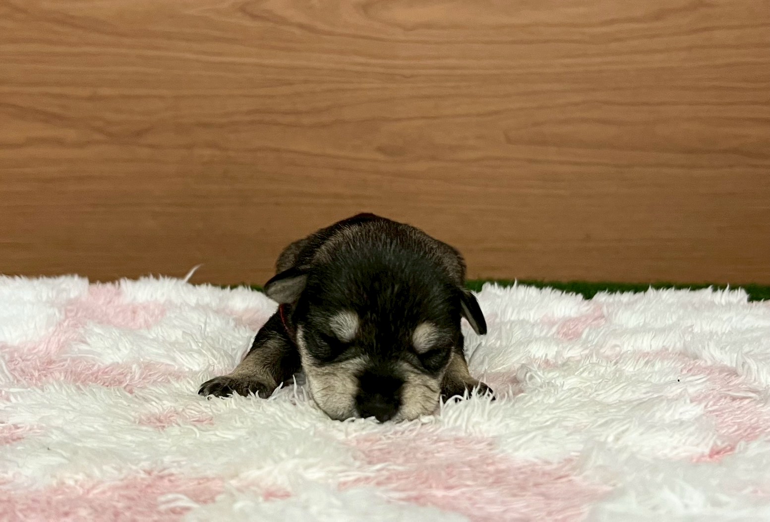 赤ちゃん写真1-1