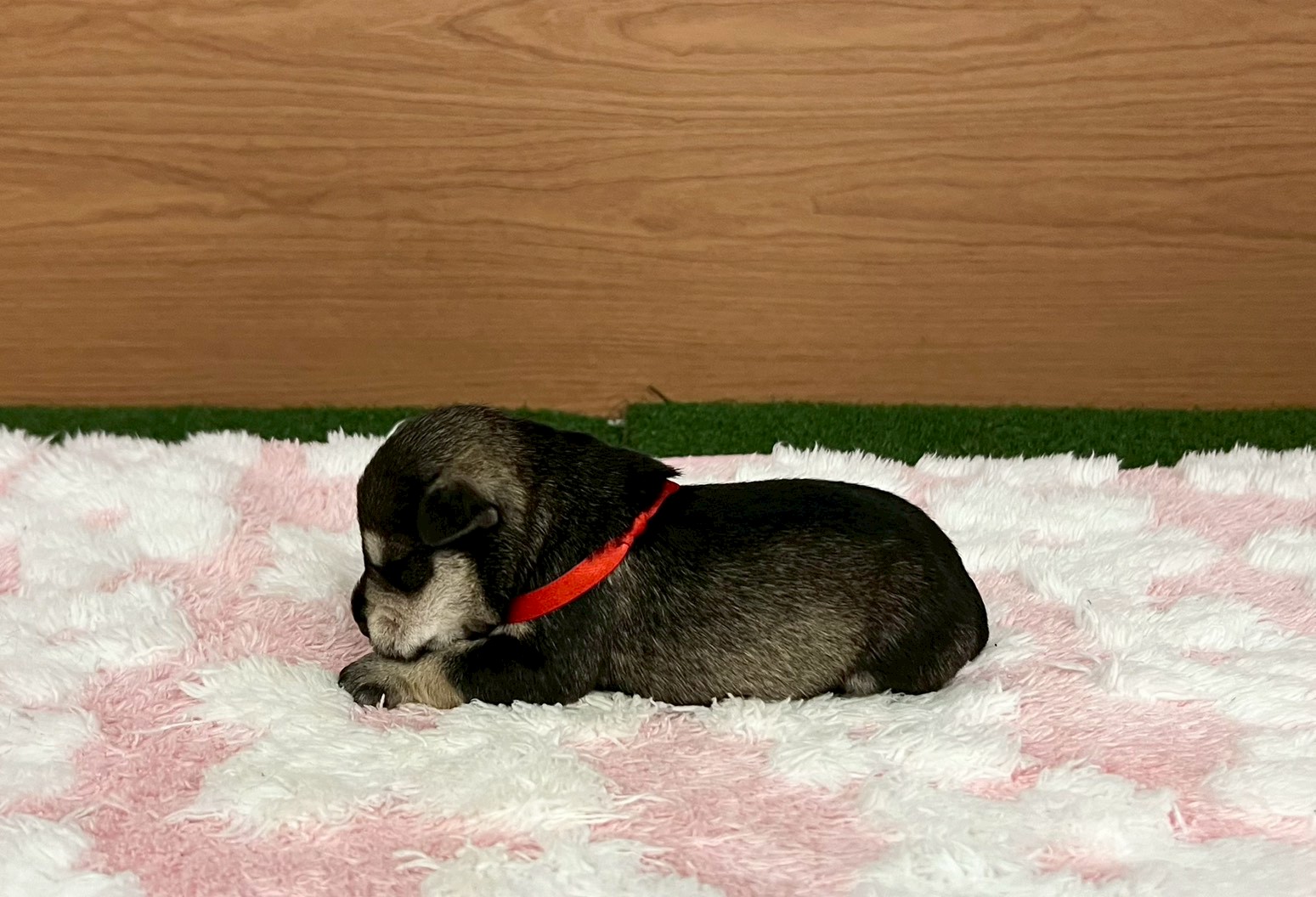 赤ちゃん写真1-2