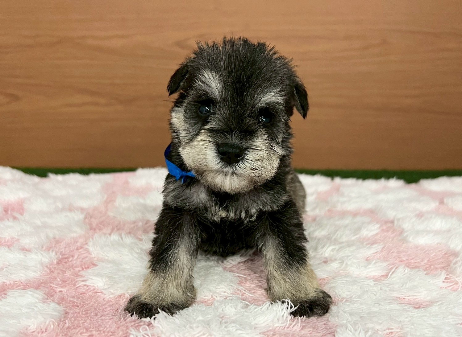 ミニチュア・シュナウザー