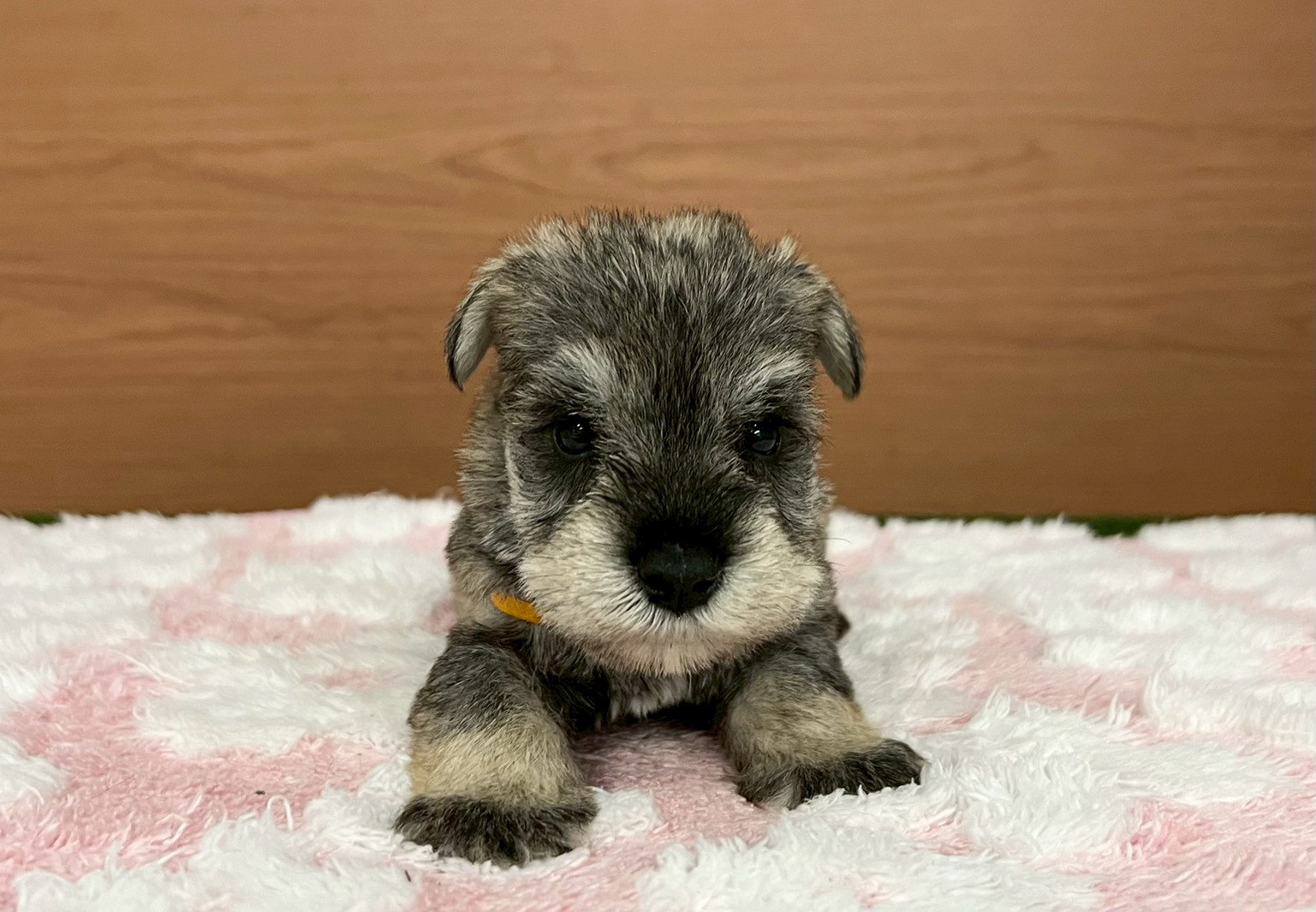 ミニチュア・シュナウザー