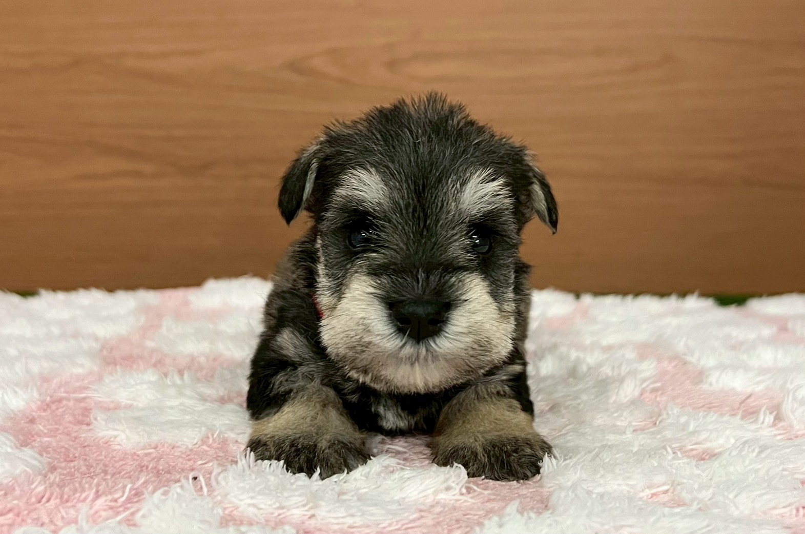 ミニチュア・シュナウザー