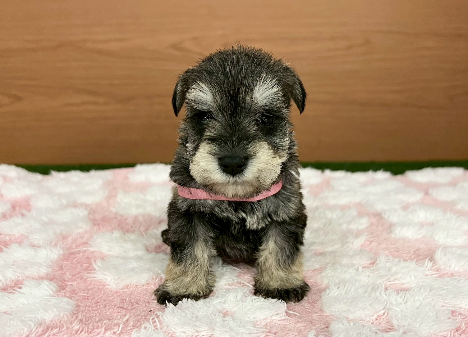 ミニチュア・シュナウザー