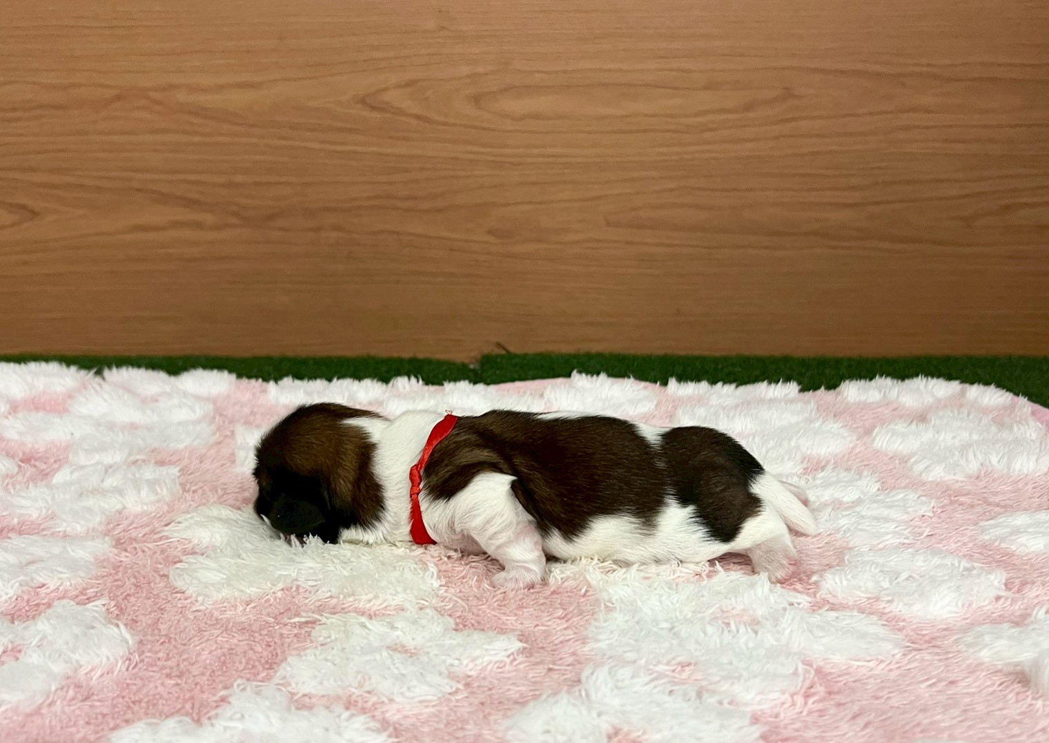赤ちゃん写真1-2
