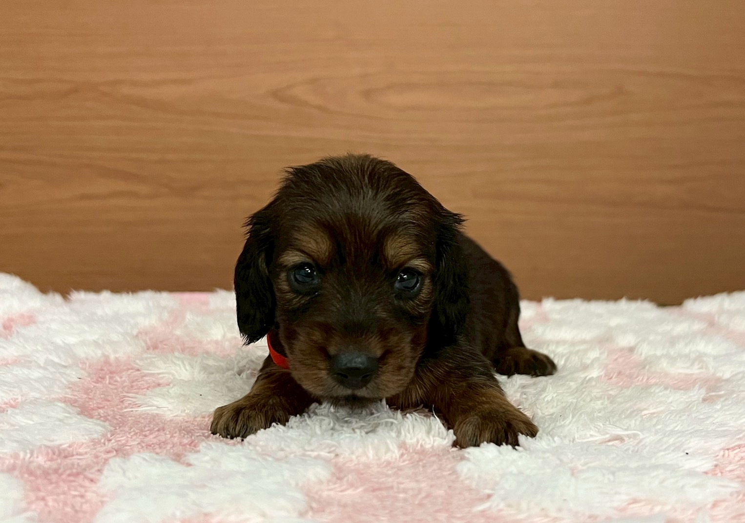 ミニチュア・ダックスフンド