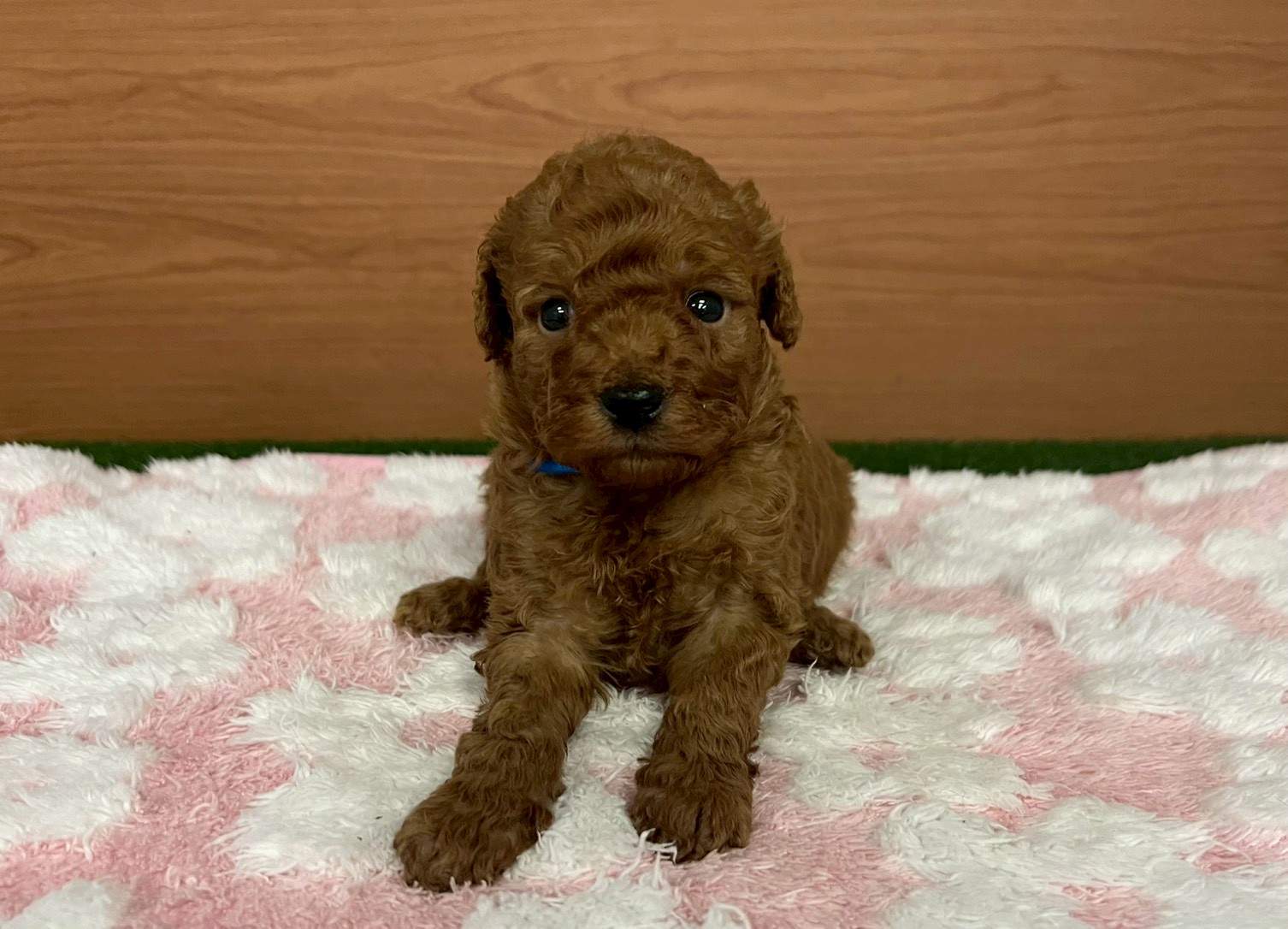 トイ・プードル