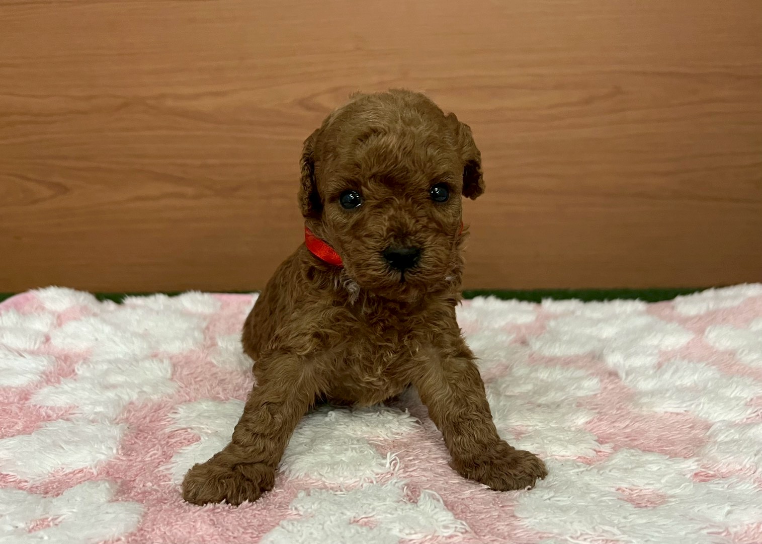 赤ちゃん写真2-1