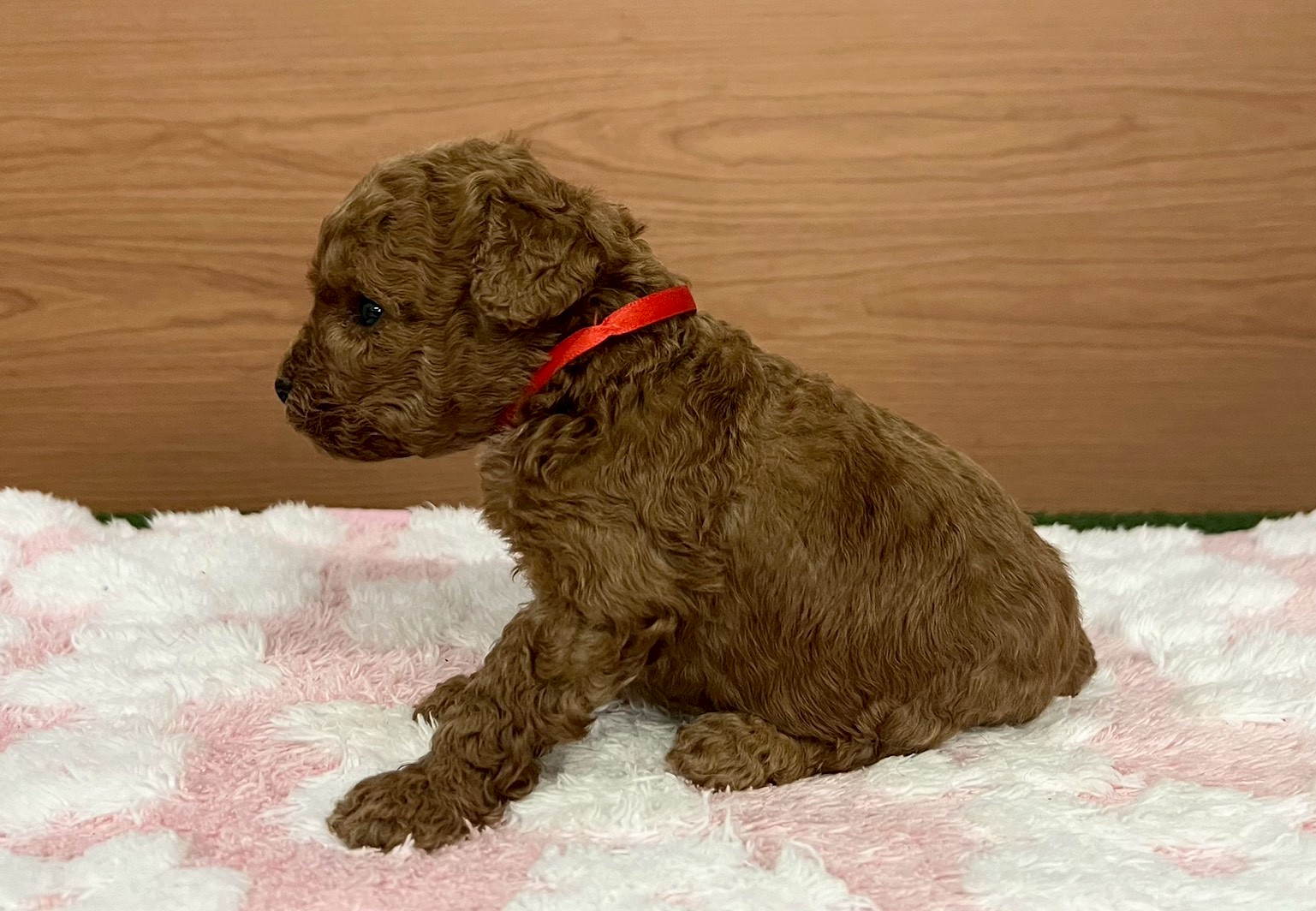 赤ちゃん写真2-2