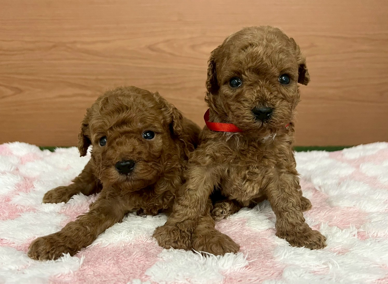 赤ちゃん写真2-3