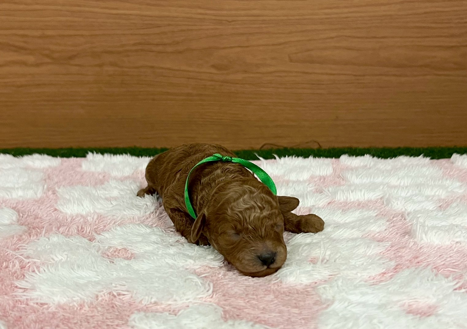 赤ちゃん写真1-1