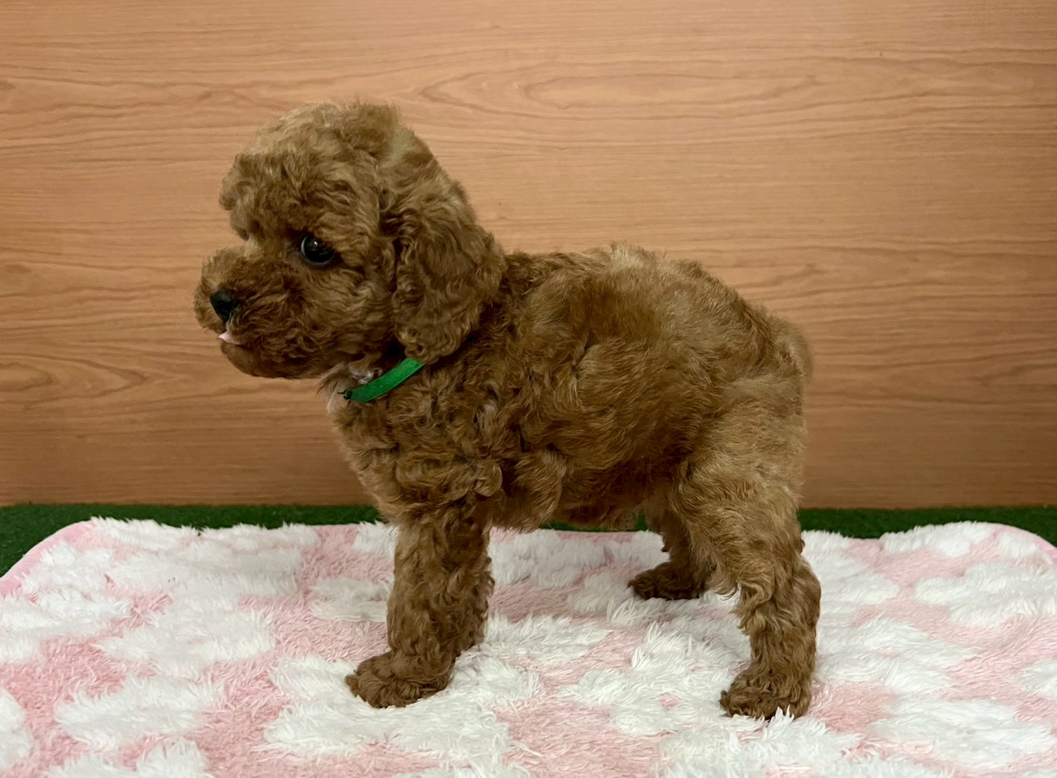 赤ちゃん写真3-2