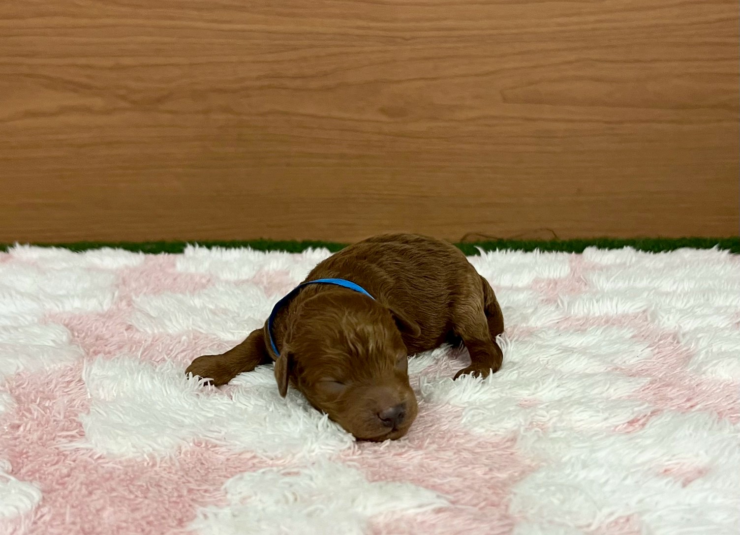 赤ちゃん写真1-1