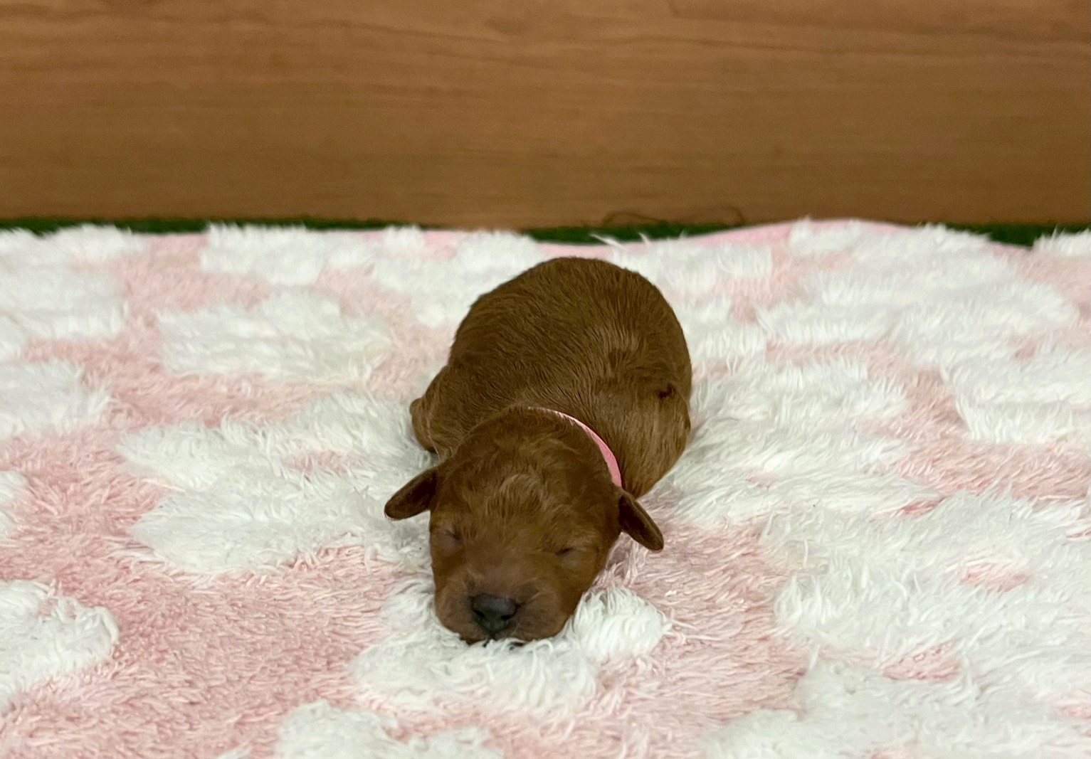 赤ちゃん写真1-1