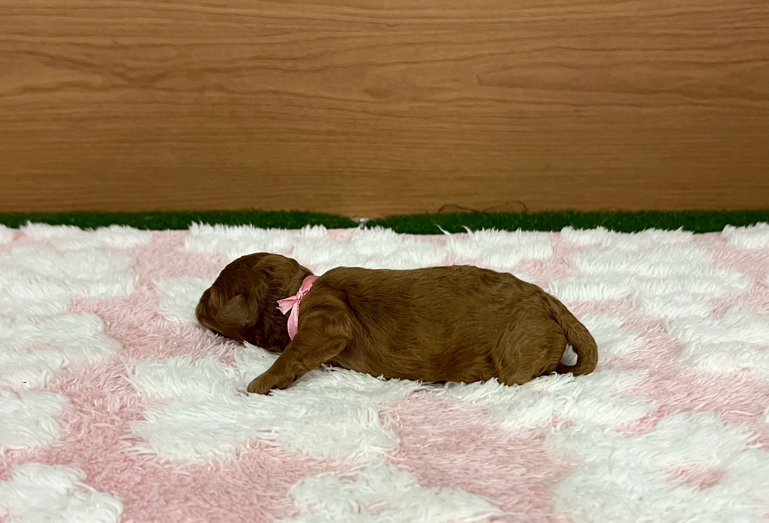 赤ちゃん写真1-2