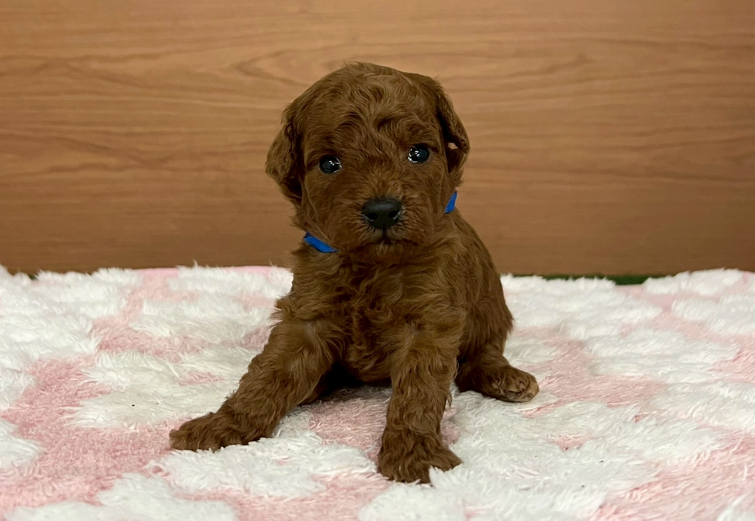 赤ちゃん写真2-1