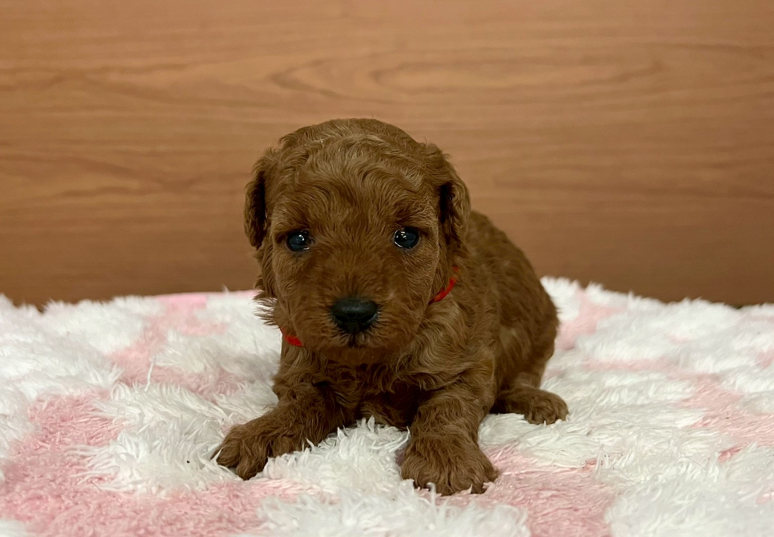 トイ・プードル