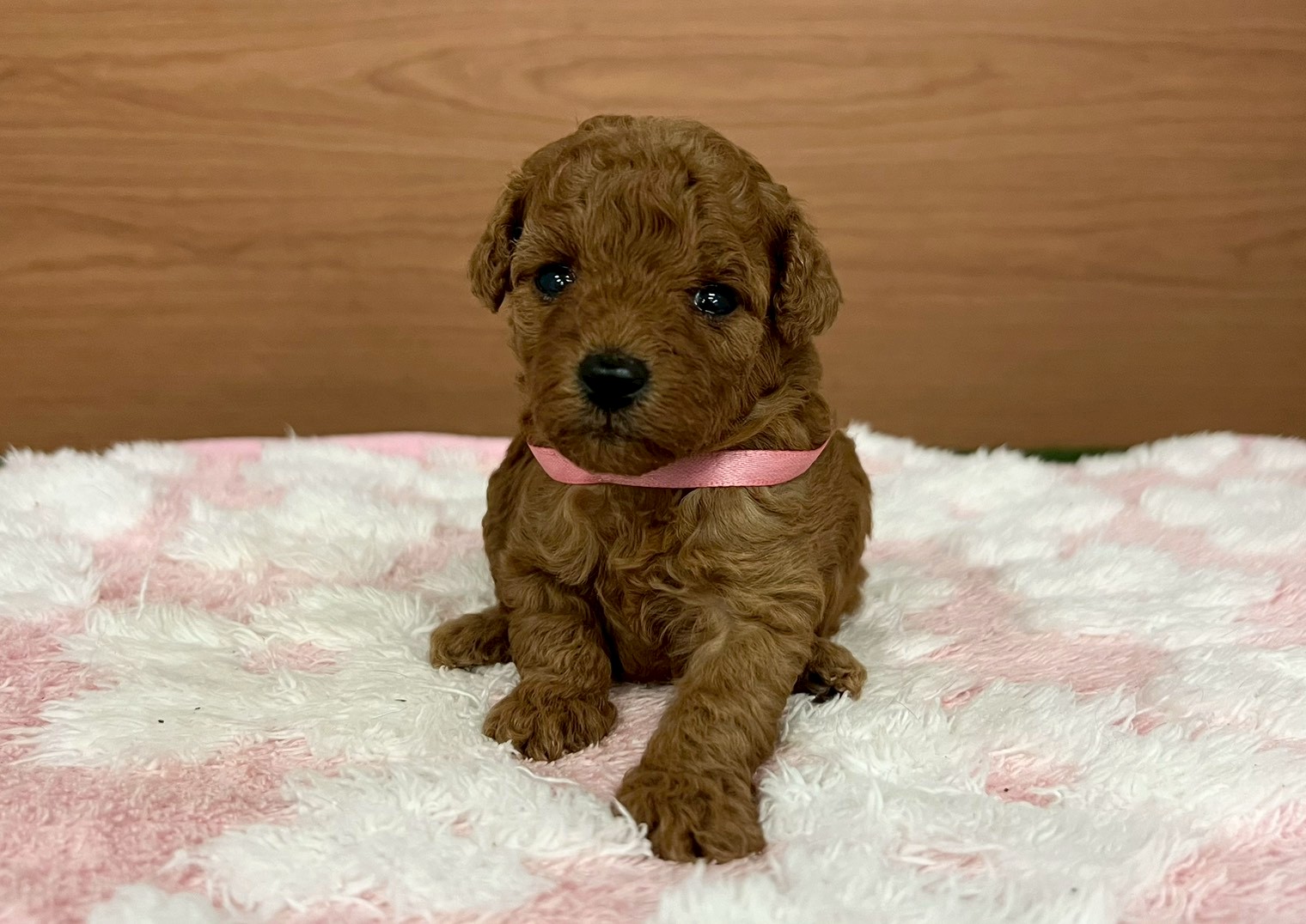 トイ・プードル