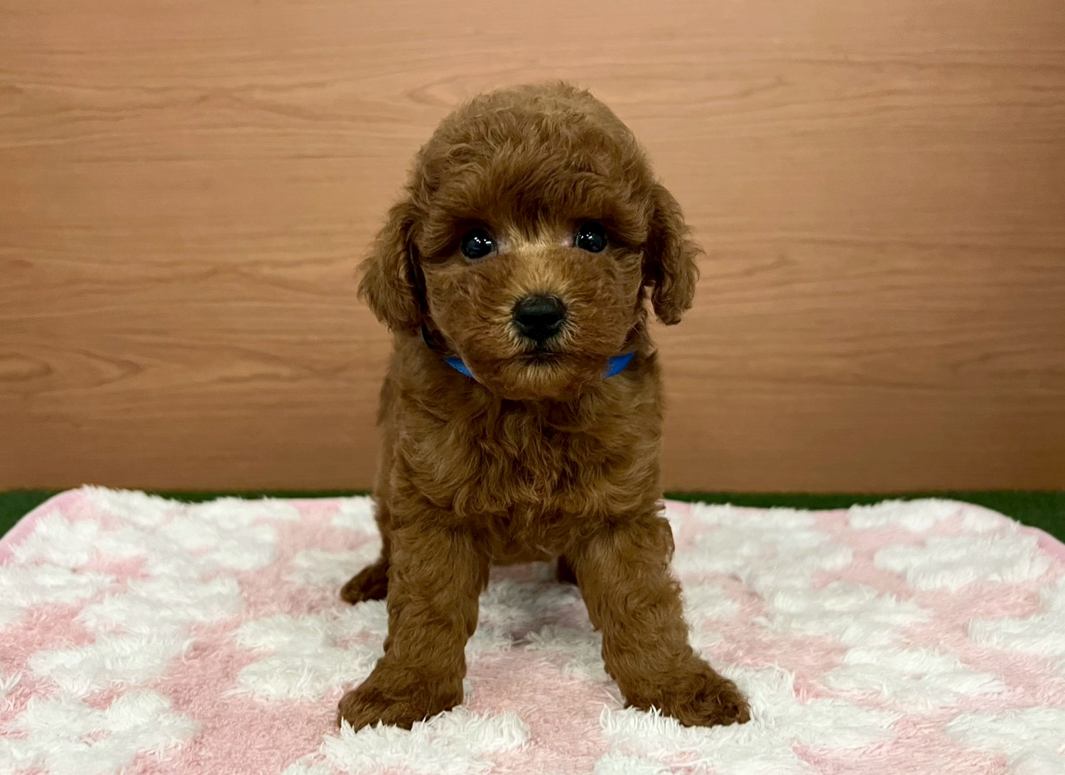 赤ちゃん写真3-1