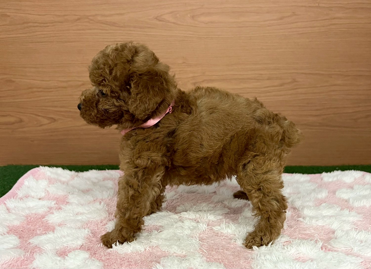 赤ちゃん写真3-2