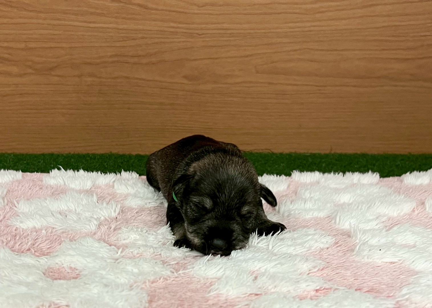 赤ちゃん写真1-1