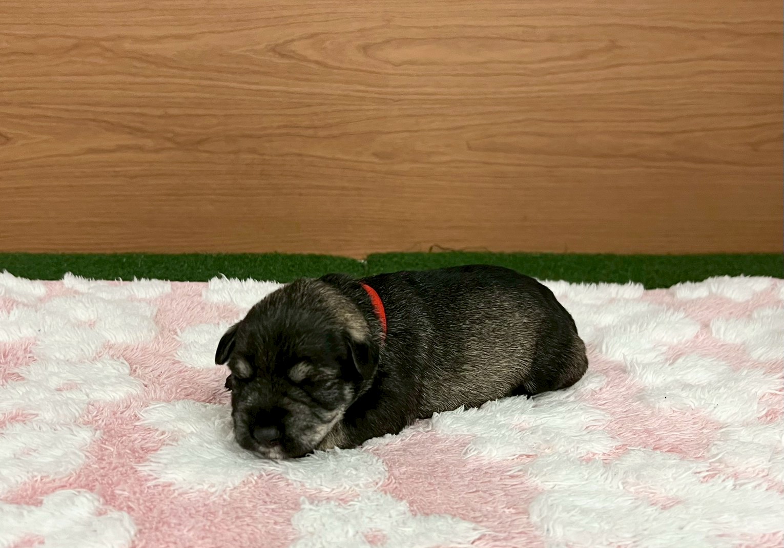 赤ちゃん写真1-2